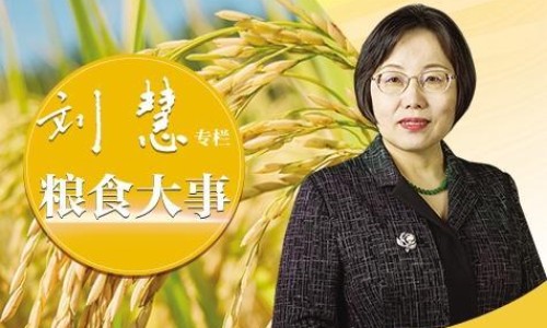 田七菜的正确吃法-【崩漏可以用三七吗】田七叶子的正确吃法 - 崩漏田七吃法网